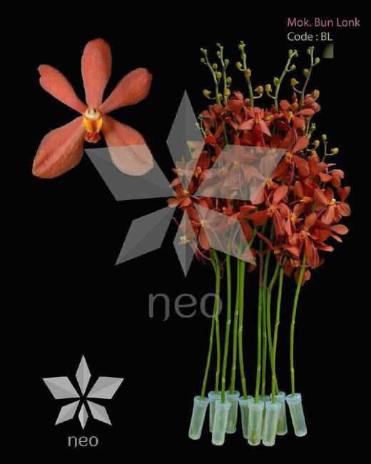 千代红 10枝/扎 商品图12