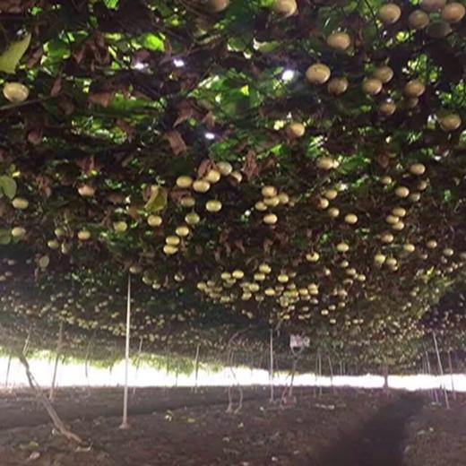 哈尔滨同城落地配送，海南钦蜜黄金百香果，蜂蜜般的香甜多汁 商品图4