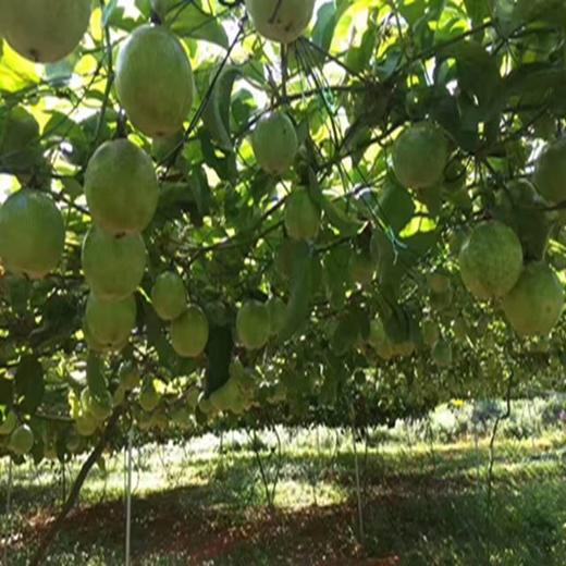 哈尔滨同城落地配送，海南钦蜜黄金百香果，蜂蜜般的香甜多汁 商品图3