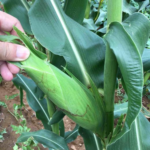 预计810左右发货自家无农药甜糯玉米微微甜微微糯玉米味十足百吃不腻