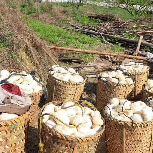 【顺丰】古田猴头菇250g干货 农家自产蘑菇干货 新鲜野生猴头菇 商品图4