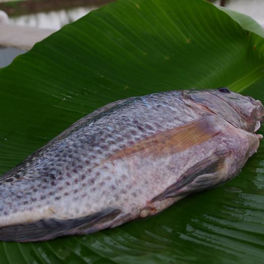 绿家自产 | 生态大罗非鱼 商品图0