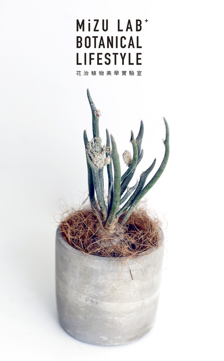 稀有块根仙人掌美杜莎