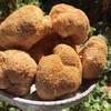 【顺丰】古田猴头菇250g干货 农家自产蘑菇干货 新鲜野生猴头菇 商品缩略图2