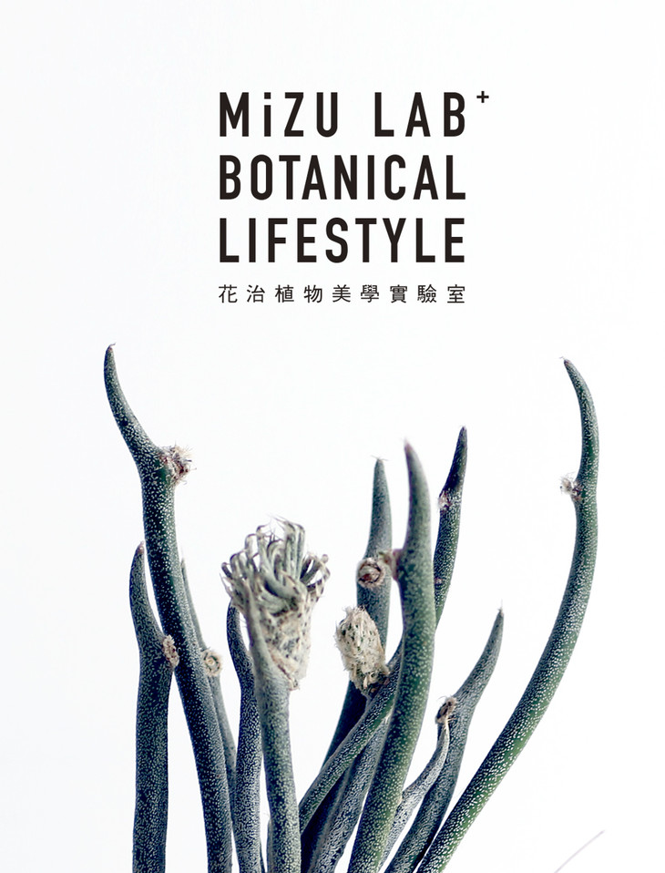 美杜莎(astrophytum caput-medusae)是仙人掌科星球属植物