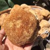 【顺丰】古田猴头菇250g干货 农家自产蘑菇干货 新鲜野生猴头菇 商品缩略图1