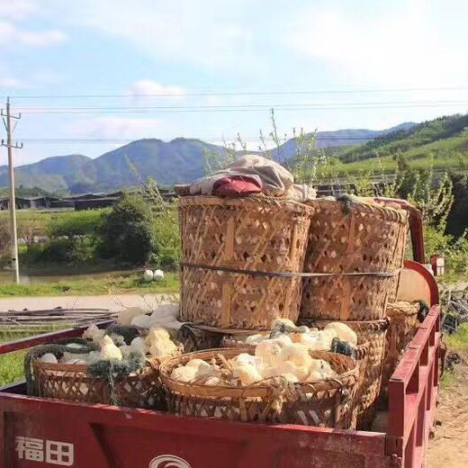 【顺丰】古田猴头菇250g干货 农家自产蘑菇干货 新鲜野生猴头菇 商品图3
