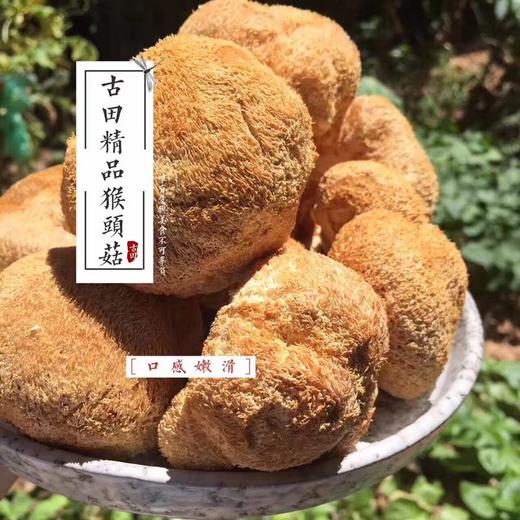 【顺丰】古田猴头菇250g干货 农家自产蘑菇干货 新鲜野生猴头菇 商品图0