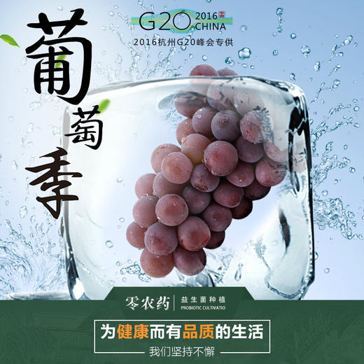 G20特供 浦江巨峰葡萄五斤装 商品图1