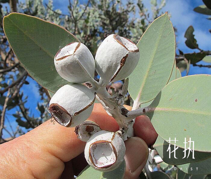 花执现货|澳洲eucalyptus pleurocarpa尤加利种子红蕾桉银叶法师