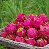 盐碱地火龙果小果 |  绿家自产 * Super sweet dragon fruit saline-alkali land | Self-production 商品缩略图0