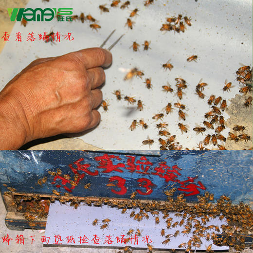 【正品保证】弱群专用不伤蜂温和型汪氏蜂药厂家直销螨敌安全型螨扑正品 商品图10