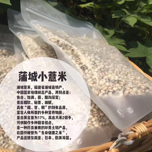 福建蒲城小薏米 农家自产薏仁米 软糯薏米五谷杂粮 干货 新米 500g 商品图3