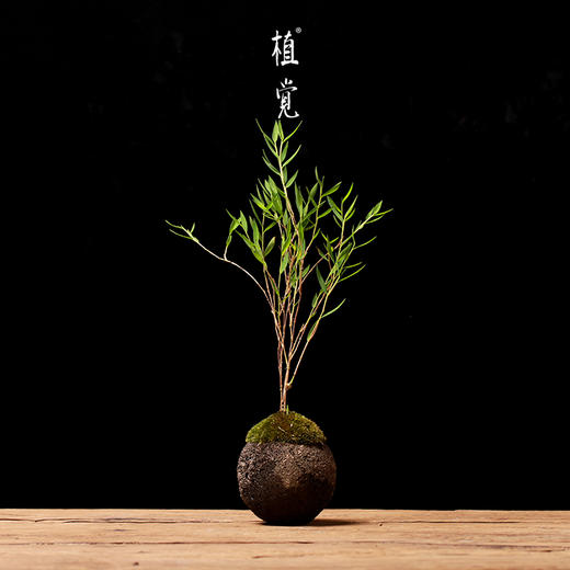 植觉先生作品第玖拾捌日本姬翠竹