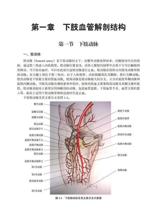 《血管性腿疼》 北医社 主 编： 张宪生 [美]Richard Neville 商品图1