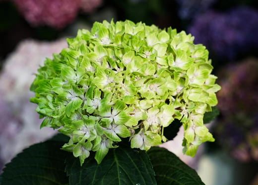 【预售】进口绣球 hydrangea 顺丰到付