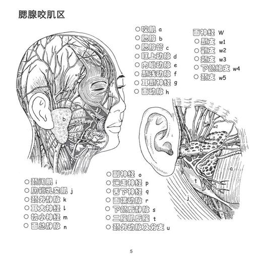 医学绘涂丛书——绘涂局部解剖学 北医社 张卫光 主编 商品图1