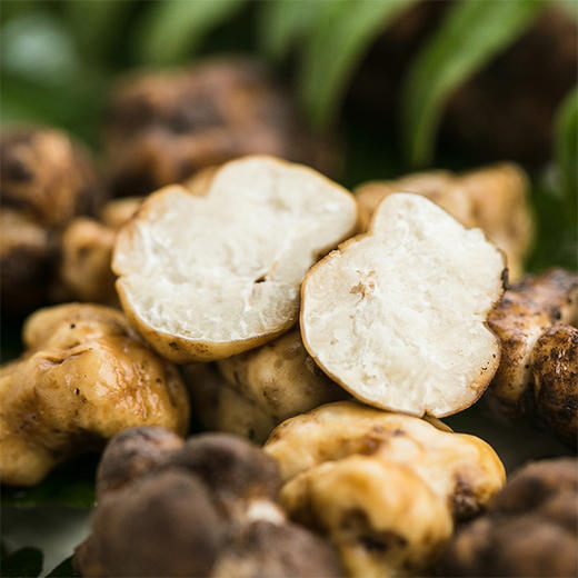 野生菌白松露250g