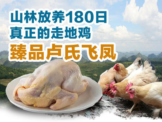 臻品卢氏飞凤卢氏飞凤月子鸡