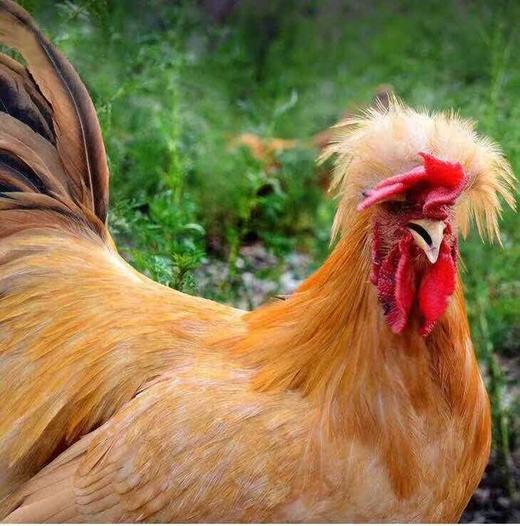 北京油鸡大公鸡 商品图0