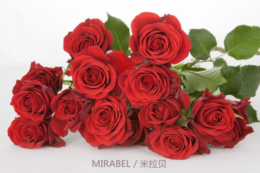 【预订】肯尼亚多头玫瑰 mirabel 米拉贝 10枝/扎 顺丰到付