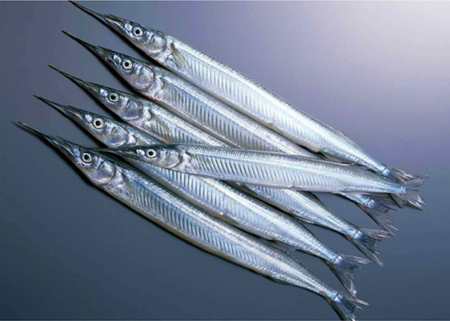 马步鱼干在日本韩国很流行的香煎碳烤食材有加一点糖烟威海域野生马步