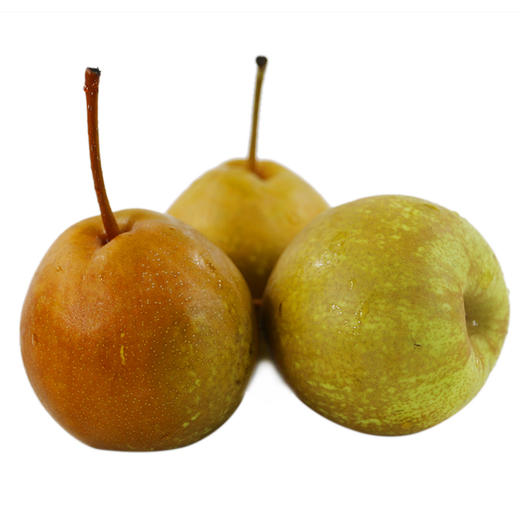 密云深山金翠香梨个头小口感脆甜新鲜水果现摘500g买二送一