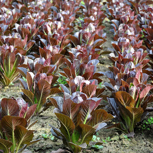 全国满额包邮 新鲜有机蔬菜 紫叶罗马直立生菜250g 欧盟认证彩虹雨农场 商品图3