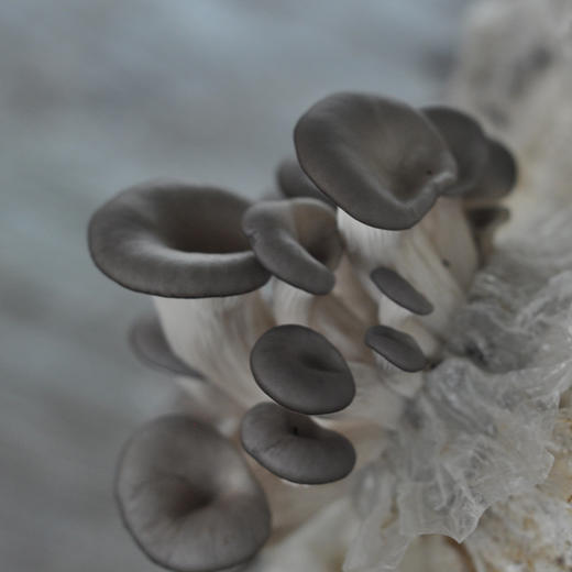 全国发货满额包邮 新鲜采摘蘑菇 平菇300g 灰平菇白平菇随机发 商品图2