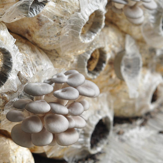 全国发货满额包邮 新鲜采摘蘑菇 平菇300g 灰平菇白平菇随机发 商品图3