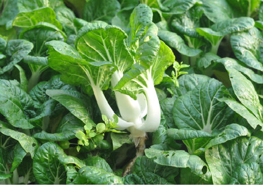 全国发货满额包邮 有机蔬菜 奶白菜250g欧盟认证 彩虹雨农场 新鲜青菜蔬菜 商品图4