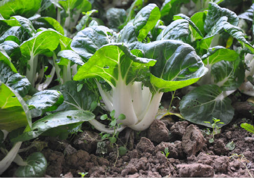 全国发货满额包邮 有机蔬菜 奶白菜250g欧盟认证 彩虹雨农场 新鲜青菜蔬菜 商品图2