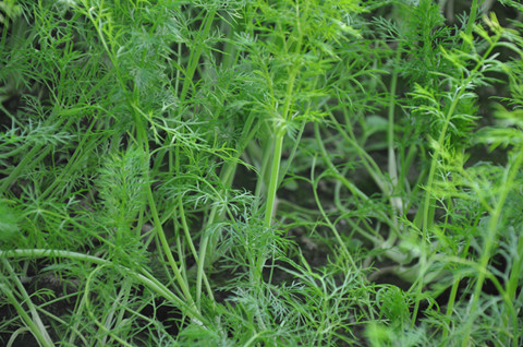 全国满额包邮有机蔬菜新鲜小怀香茴香香丝菜250g