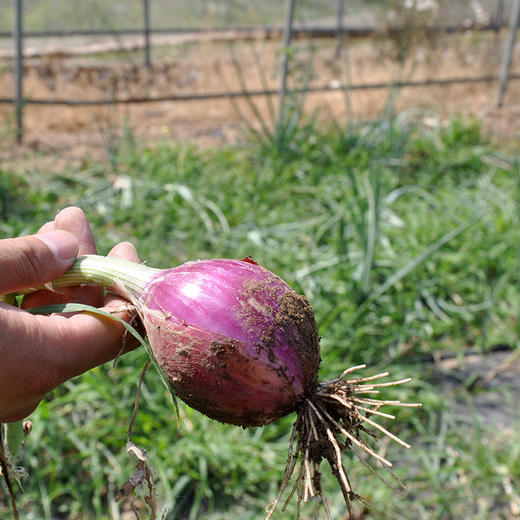 新鲜有机蔬菜 紫洋葱500g 欧盟认证京津冀满百包邮 商品图3