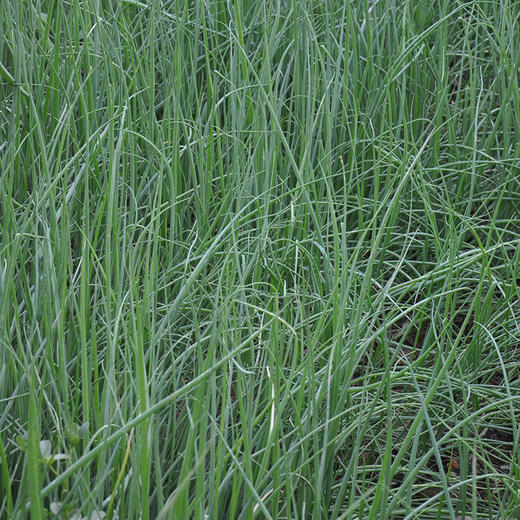 全国发货满额包邮 新鲜有机蔬菜 小葱 香葱100g欧盟认证 彩虹雨农场 商品图3