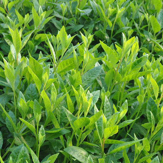 绿背天葵白子菜 生态蔬菜 彩虹雨蔬菜250g 北京农场配送京津冀满百包邮 商品图1