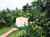 勐乐山2017年宫廷小青柑 商品缩略图4