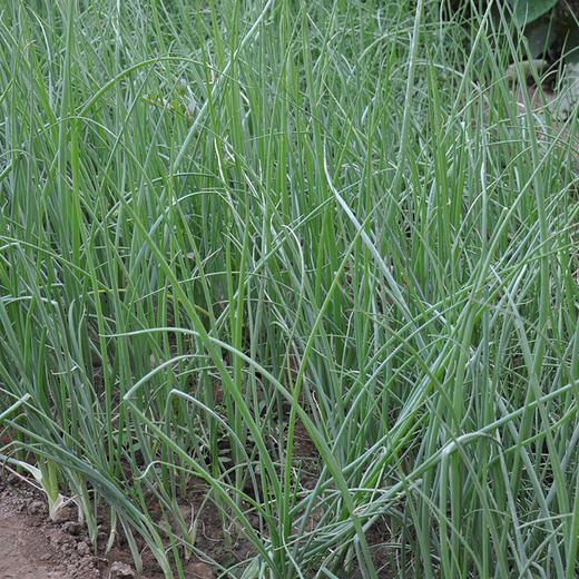 全国发货满额包邮 新鲜有机蔬菜 小葱 香葱100g欧盟认证 彩虹雨农场 商品图2