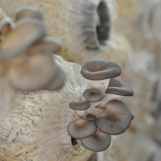 全国发货满额包邮 新鲜采摘蘑菇 平菇300g 灰平菇白平菇随机发 商品图4