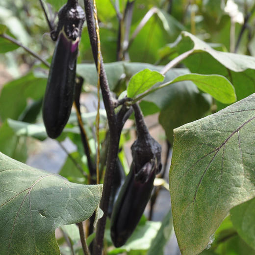 全国发货满额包邮 有机蔬菜 紫长茄子400g欧盟认证 彩虹雨农场 商品图3