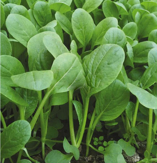 全国发货满额包邮 新鲜有机蔬菜 鸡毛油菜 250g 欧盟认证彩虹雨农场 商品图3