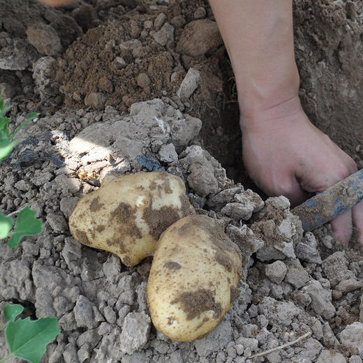彩虹雨 有机蔬菜土豆 马铃薯500g 欧盟认证全国发货满额包邮 商品图2