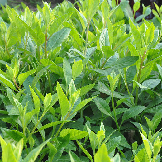 绿背天葵白子菜 生态蔬菜 彩虹雨蔬菜250g 北京农场配送京津冀满百包邮 商品图2