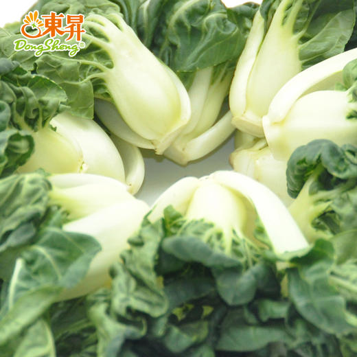 东升鹤斗白苗矮脚奶白菜苗学斗白苗华东专区新鲜蔬菜300g