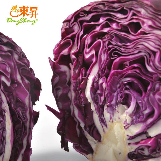 东升农场 紫甘蓝 紫卷心菜包菜紫椰菜红椰菜 广州蔬菜 800g 商品图1