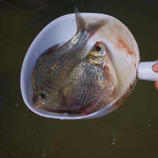 绿家自产 | 生态边鱼 商品图1