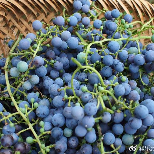 山葡萄(北冰红 小粒)