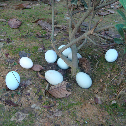 彩虹雨 农家散养新鲜绿壳鸡蛋柴土鸡蛋 10枚 全国发货满额包邮 商品图3