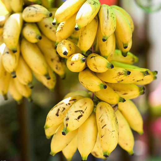 🍌海南野生芭蕉，香糯甜绵，不经过药物催熟，现采现发，顺丰到家/4斤20-25根 商品图0