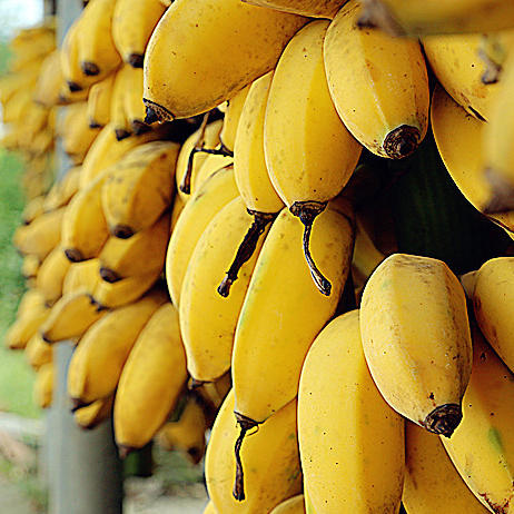 🍌海南野生芭蕉，香糯甜绵，不经过药物催熟，现采现发，顺丰到家/4斤20-25根 商品图1